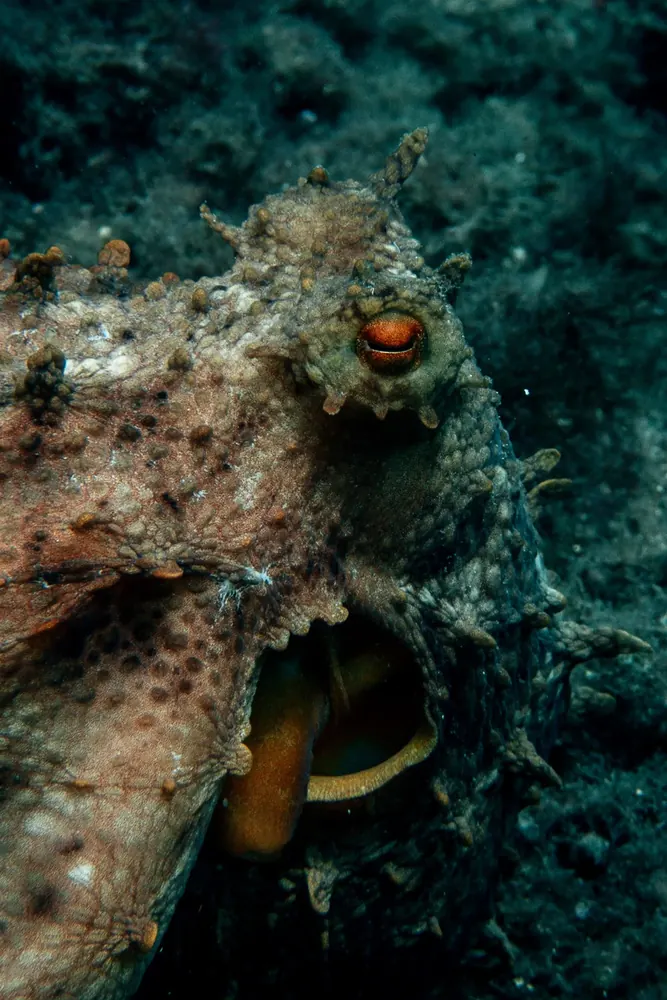 Below the surface 11