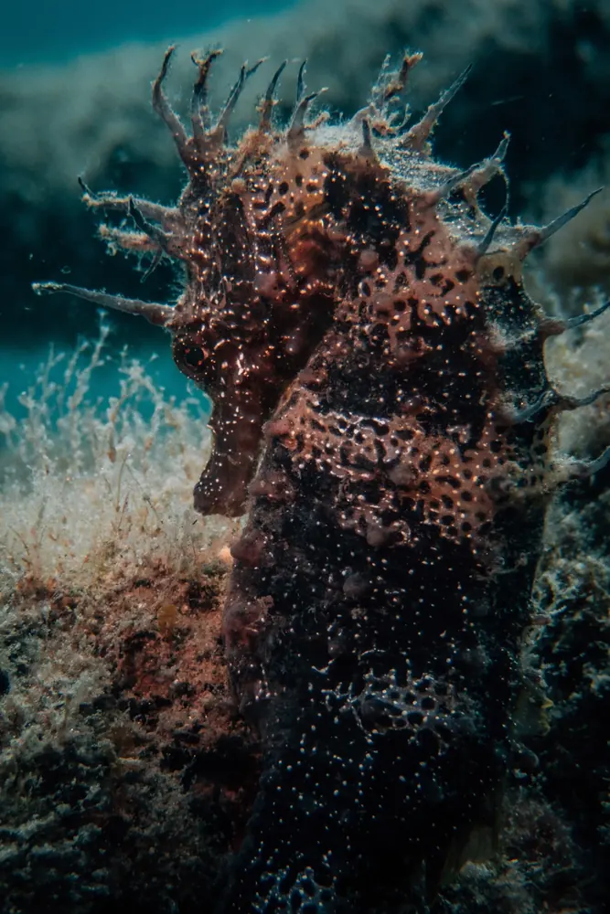 Below the surface 12
