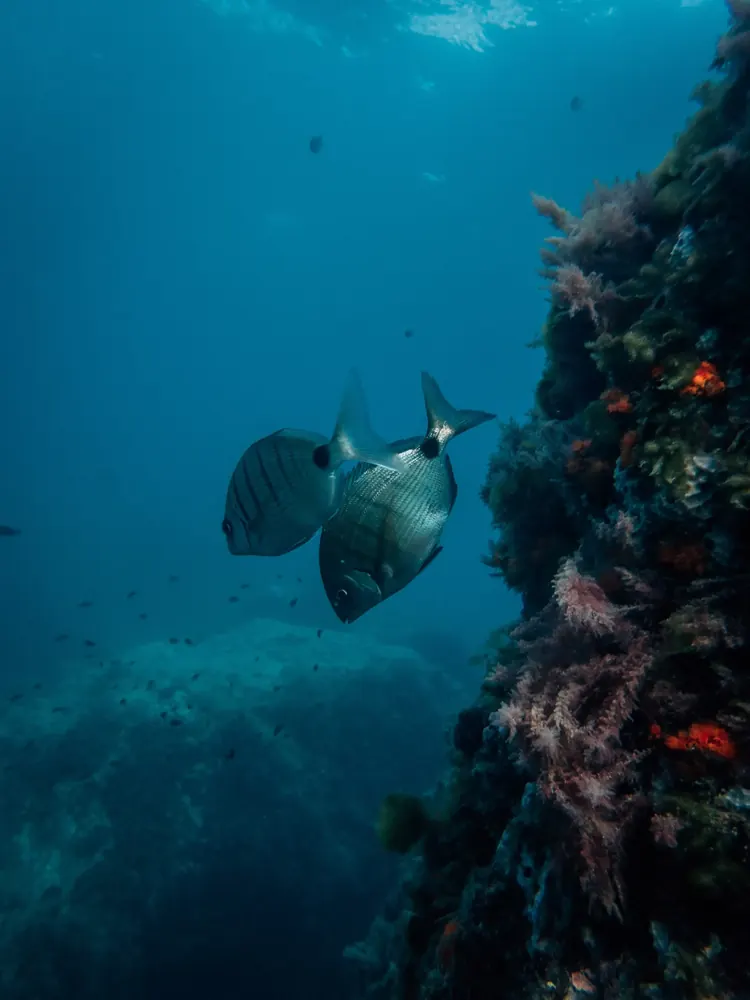 Below the surface 18
