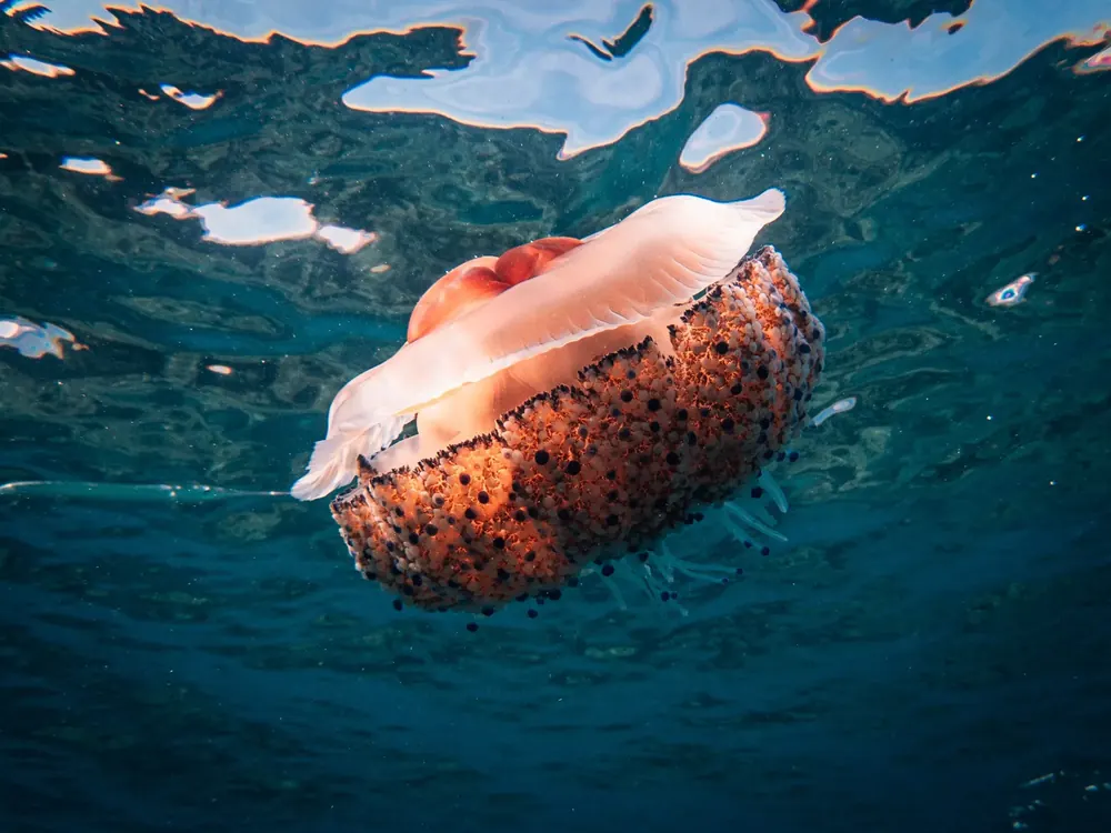 Below the surface 26