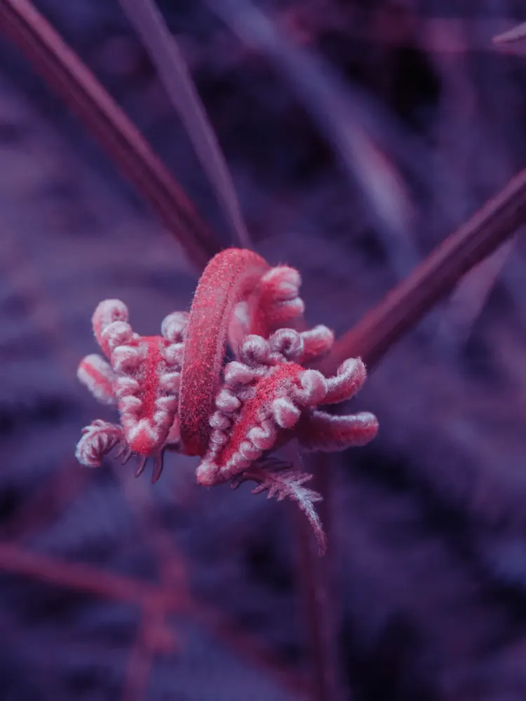 Between dreams 27